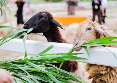 Khung cảnh nông trại 2