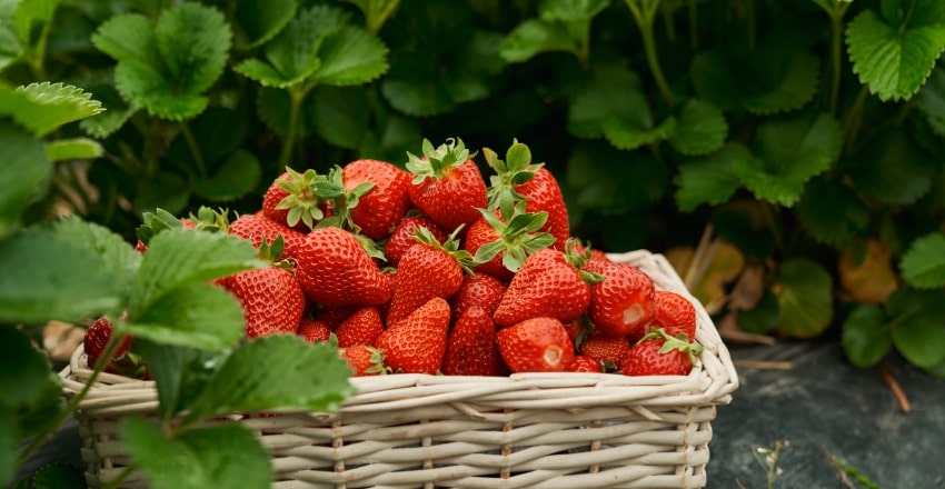 Khung cảnh nông trại 4